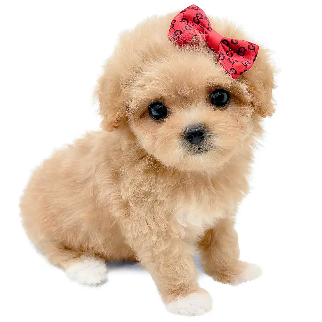 MIX(マルチーズ×トイプードル)