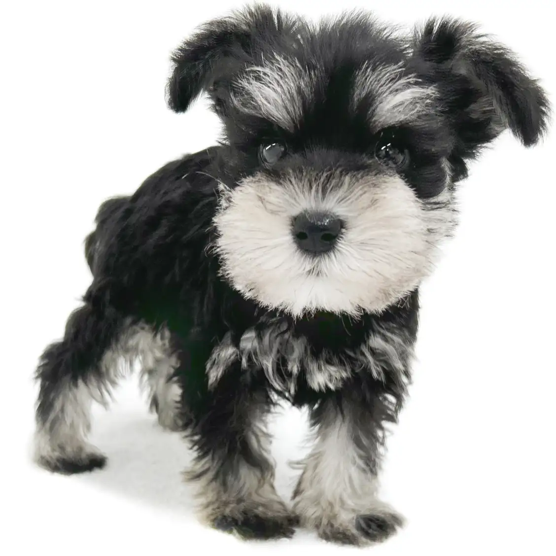 ミニチュア・シュナウザー