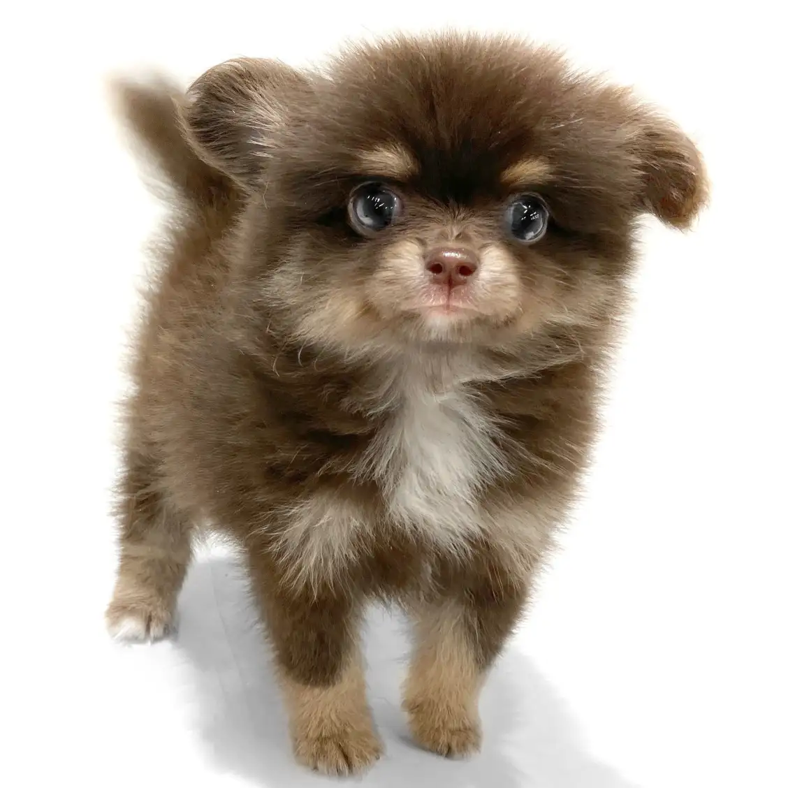 MIX(チワワ×ポメラニアン)