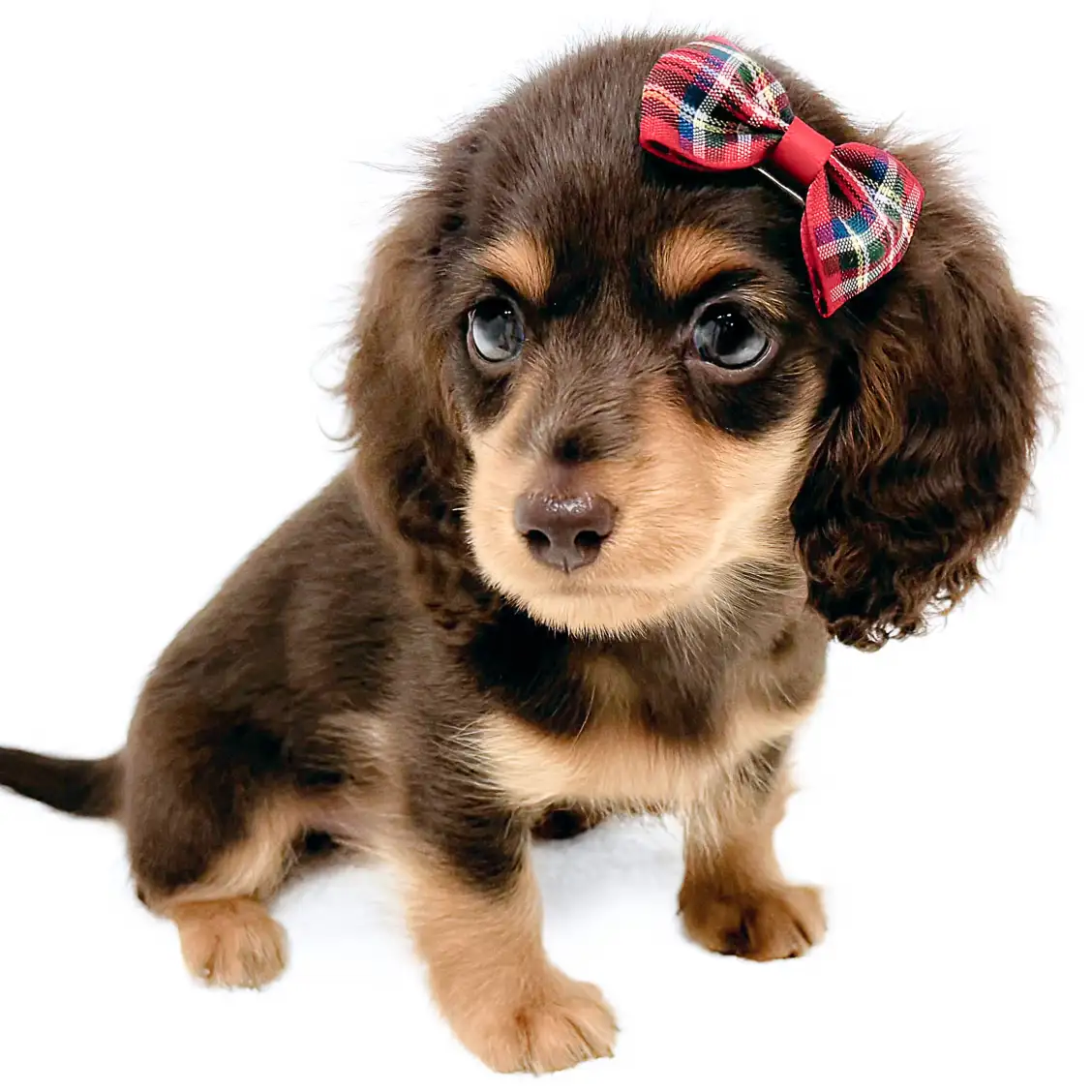 ミニチュア・ダックスフント