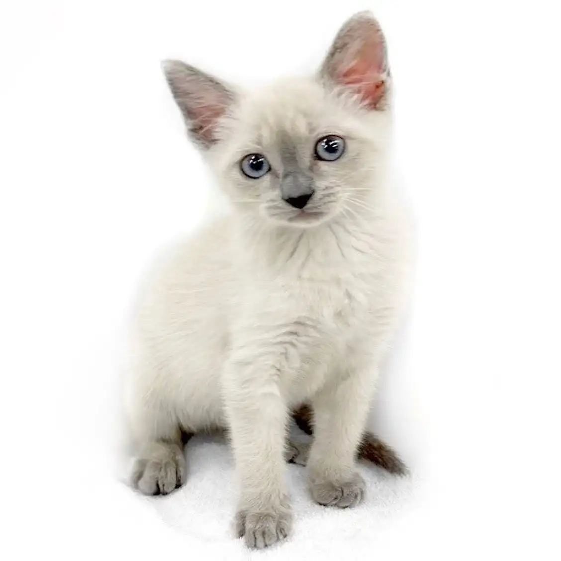 ロシアンブルー