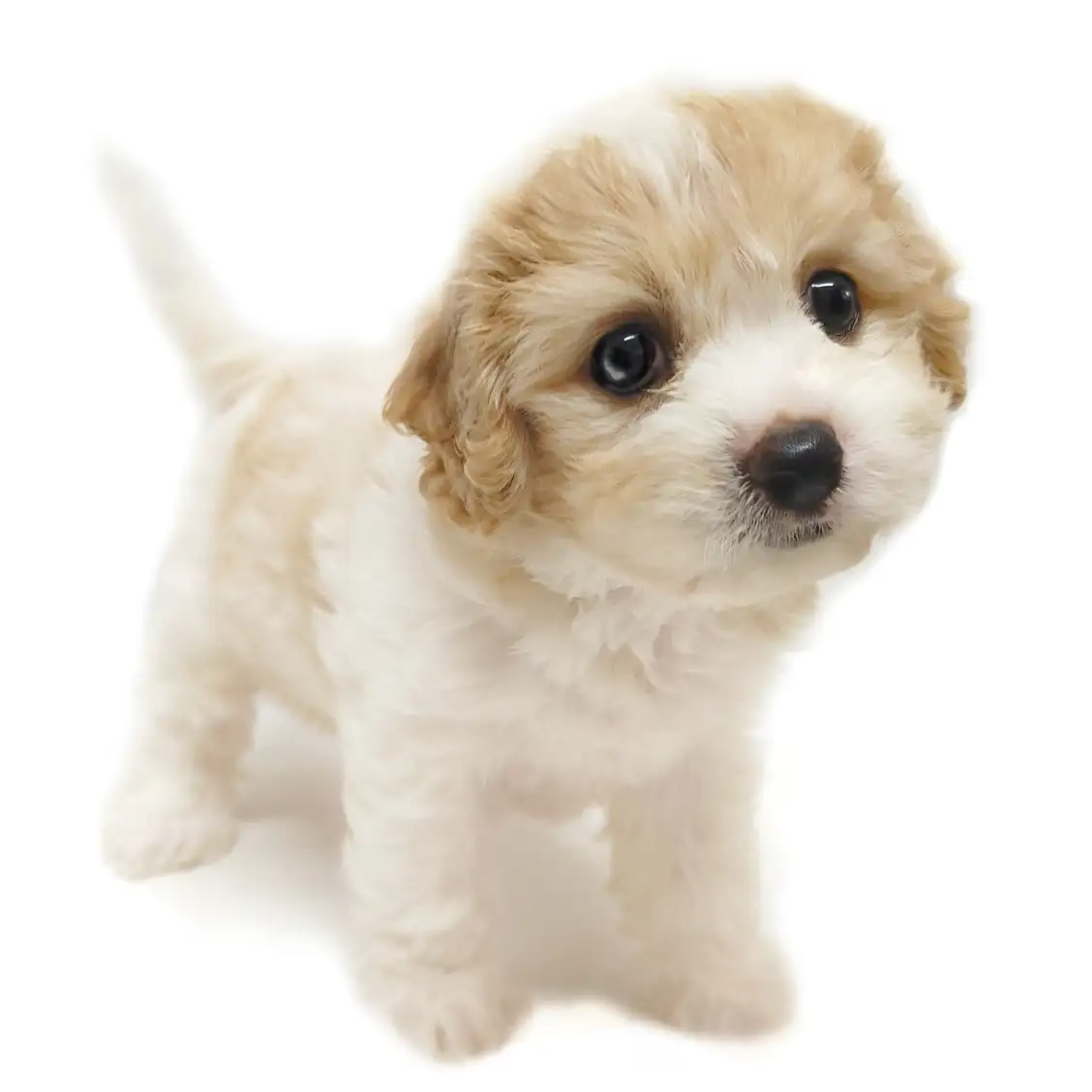 MIX(キャバリアキングチャールズスパニエル×ビションフリーゼ)