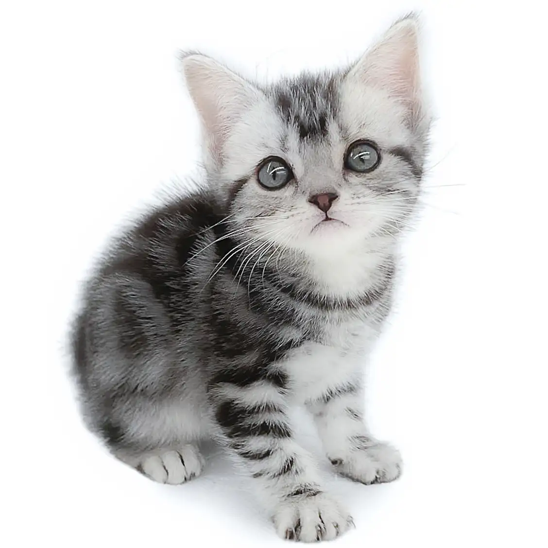 アメリカンショートヘア