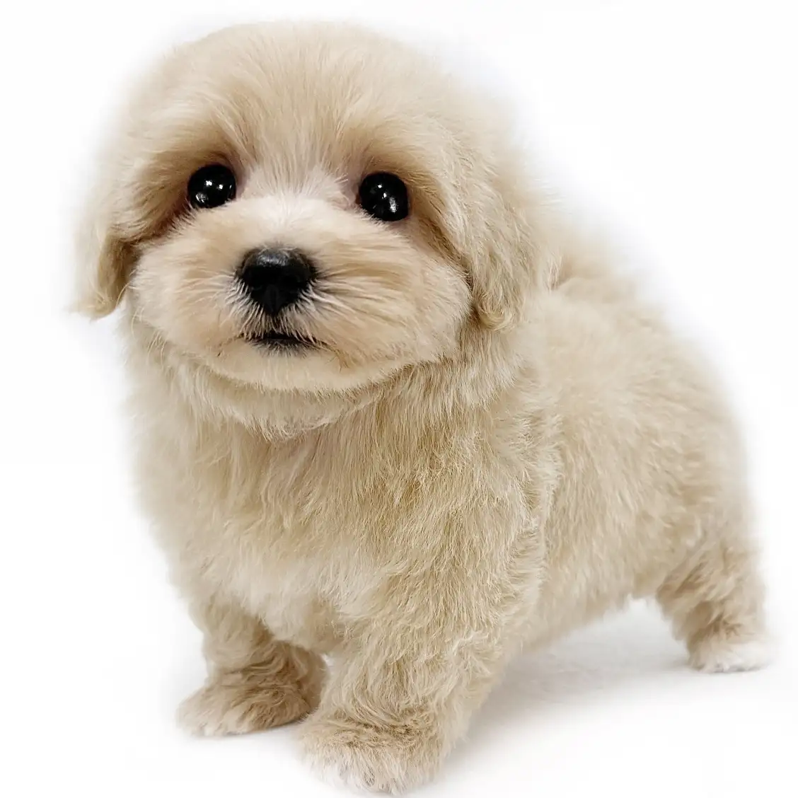 MIX(マルチーズ×トイプードル)