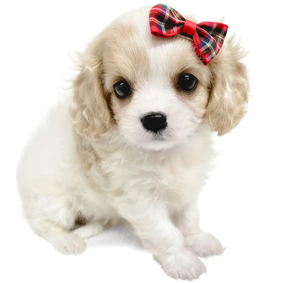 MIX(ビションフリーゼ×キャバリアキングチャールズスパニエル)