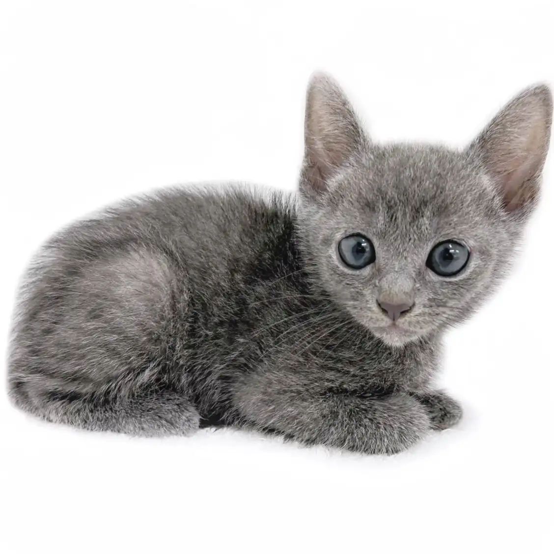 ロシアンブルー