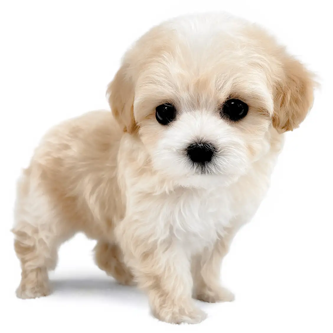 MIX(マルチーズ×トイプードル)