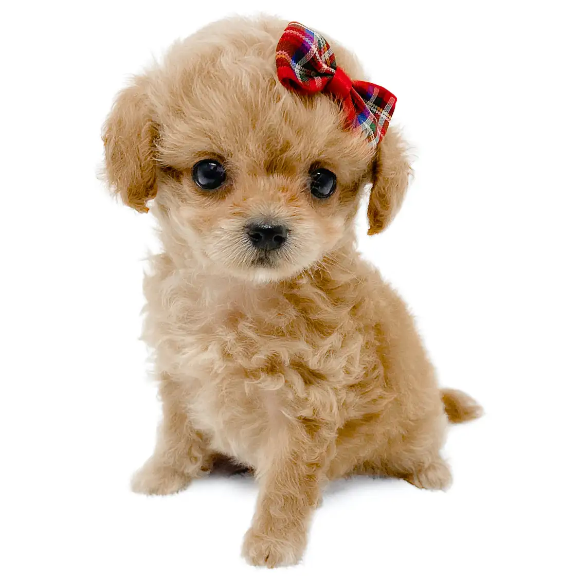 MIX(トイプードル×チワワ)