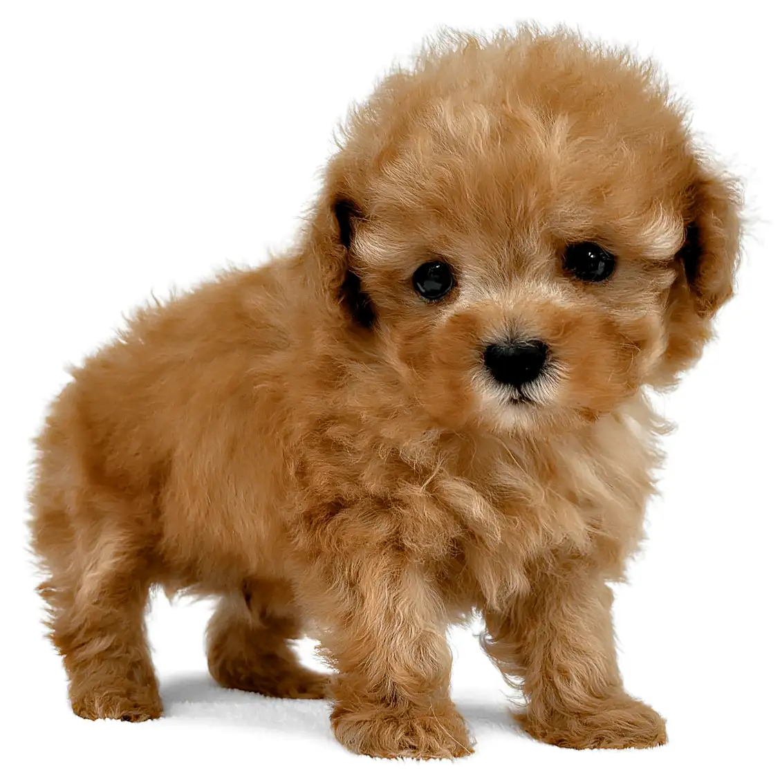 トイ・プードル