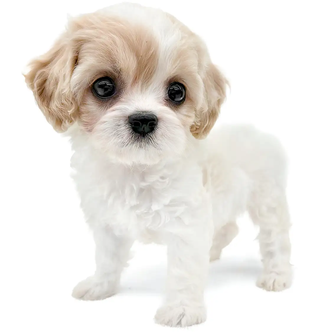 MIX(キャバリアキングチャールズスパニエル×ビションフリーゼ)