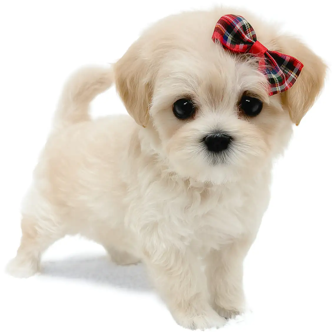 MIX(マルチーズ×トイプードル)