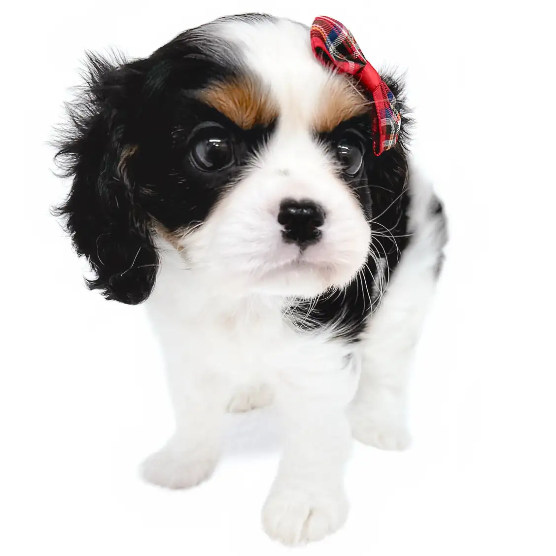 キャバリア・キングチャールズ・スパニエル