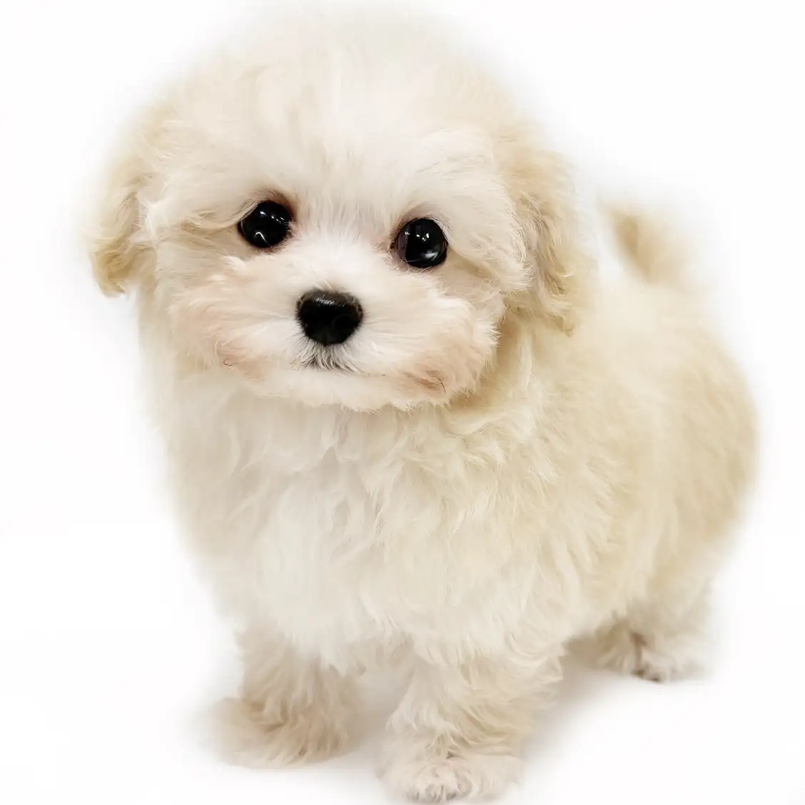 MIX(マルチーズ×トイプードル)