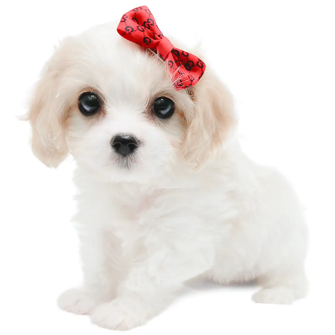 MIX(キャバリアキングチャールズスパニエル×ビションフリーゼ)