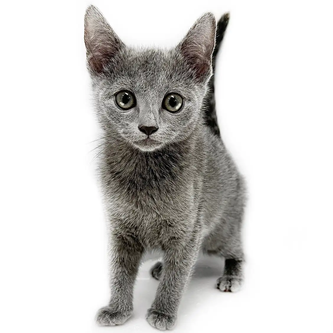 ロシアンブルー