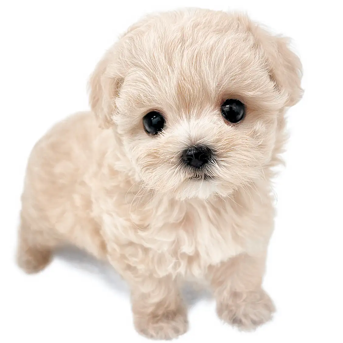 MIX(マルチーズ×トイプードル)