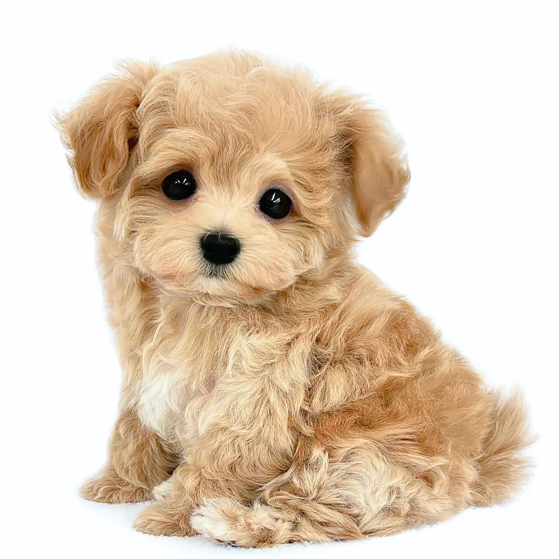 MIX(マルチーズ×トイプードル)