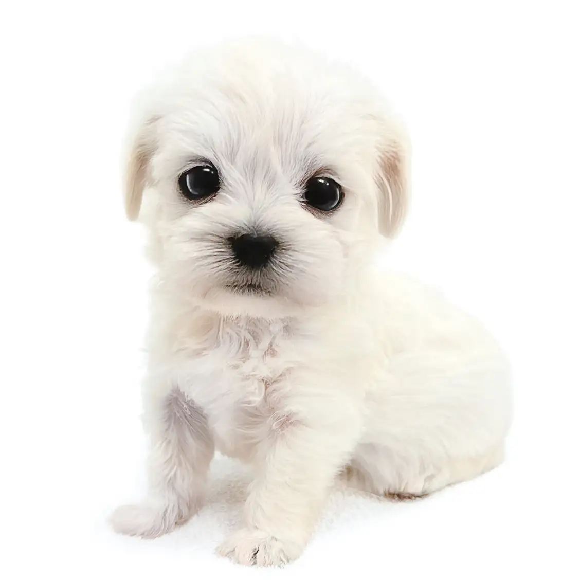 MIX(マルチーズ×ミニチュアシュナウザー)