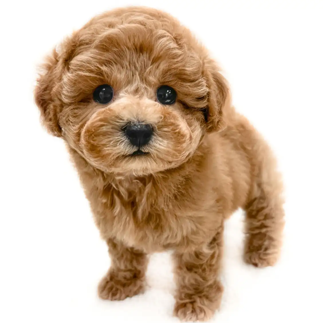 MIX(トイプードル×ビションフリーゼ)