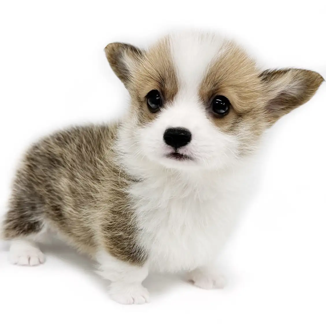 ウェルシュコーギーペンブローク