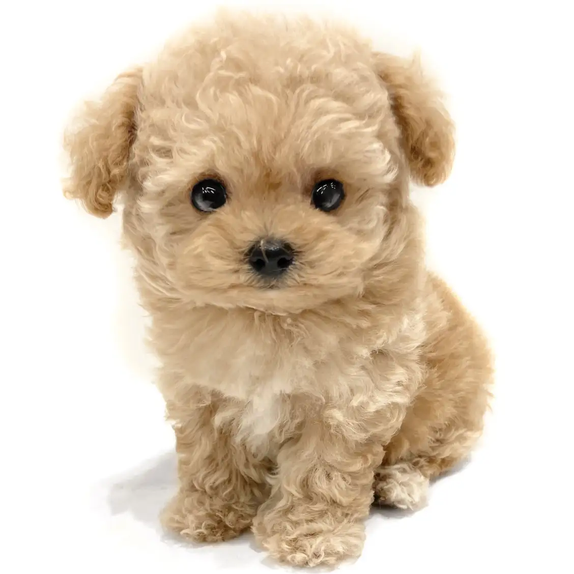 MIX(チワワ×トイプードル)