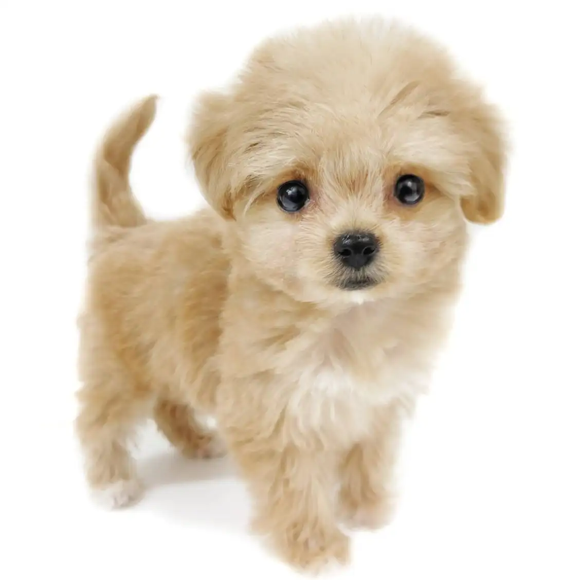 MIX(チワワ×トイプードル)