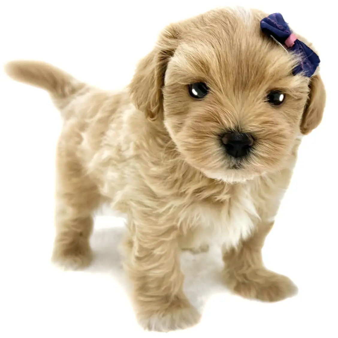 MIX(マルチーズ×トイプードル)