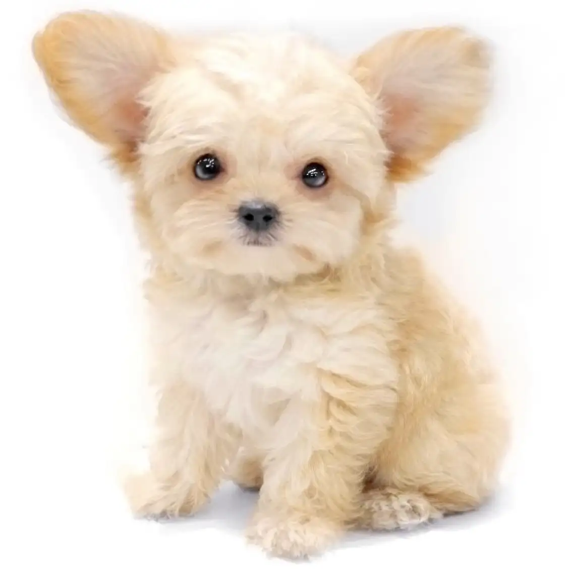 MIX(トイプードル×チワワ)