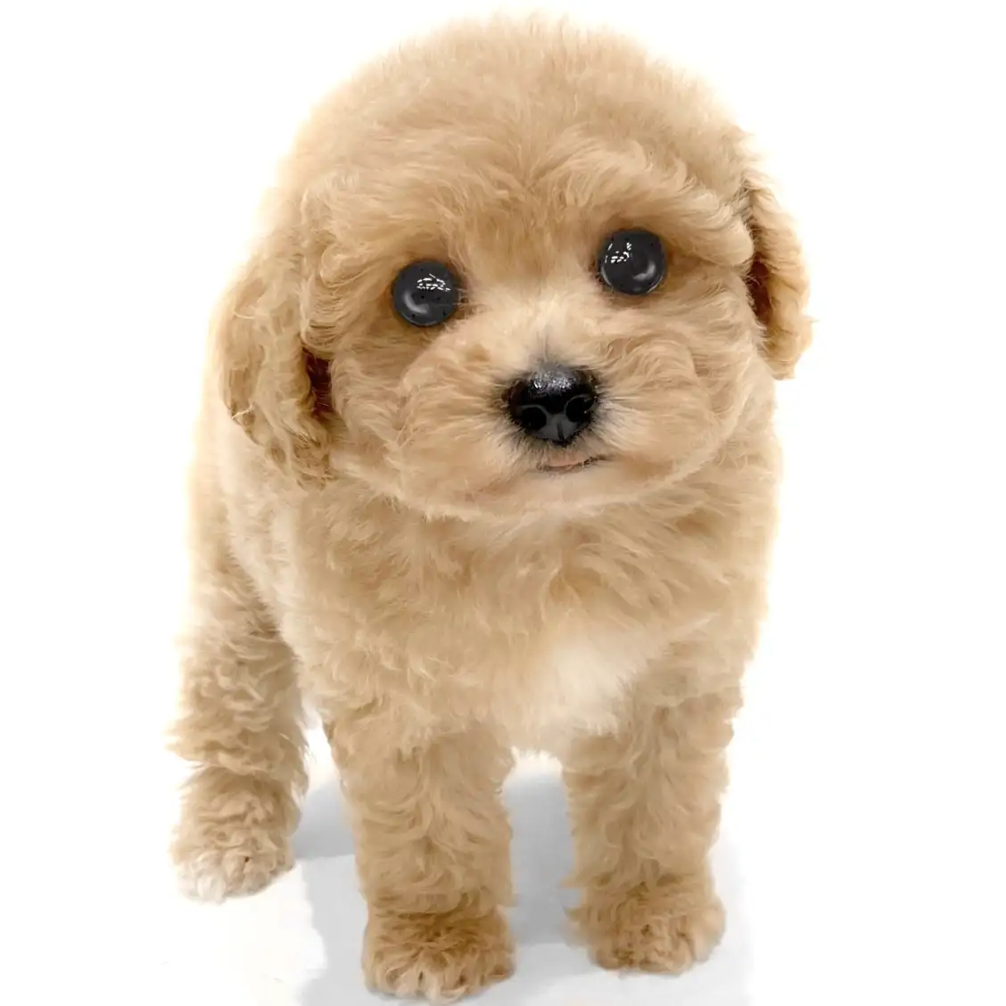 MIX(トイプードル×ビションフリーゼ)