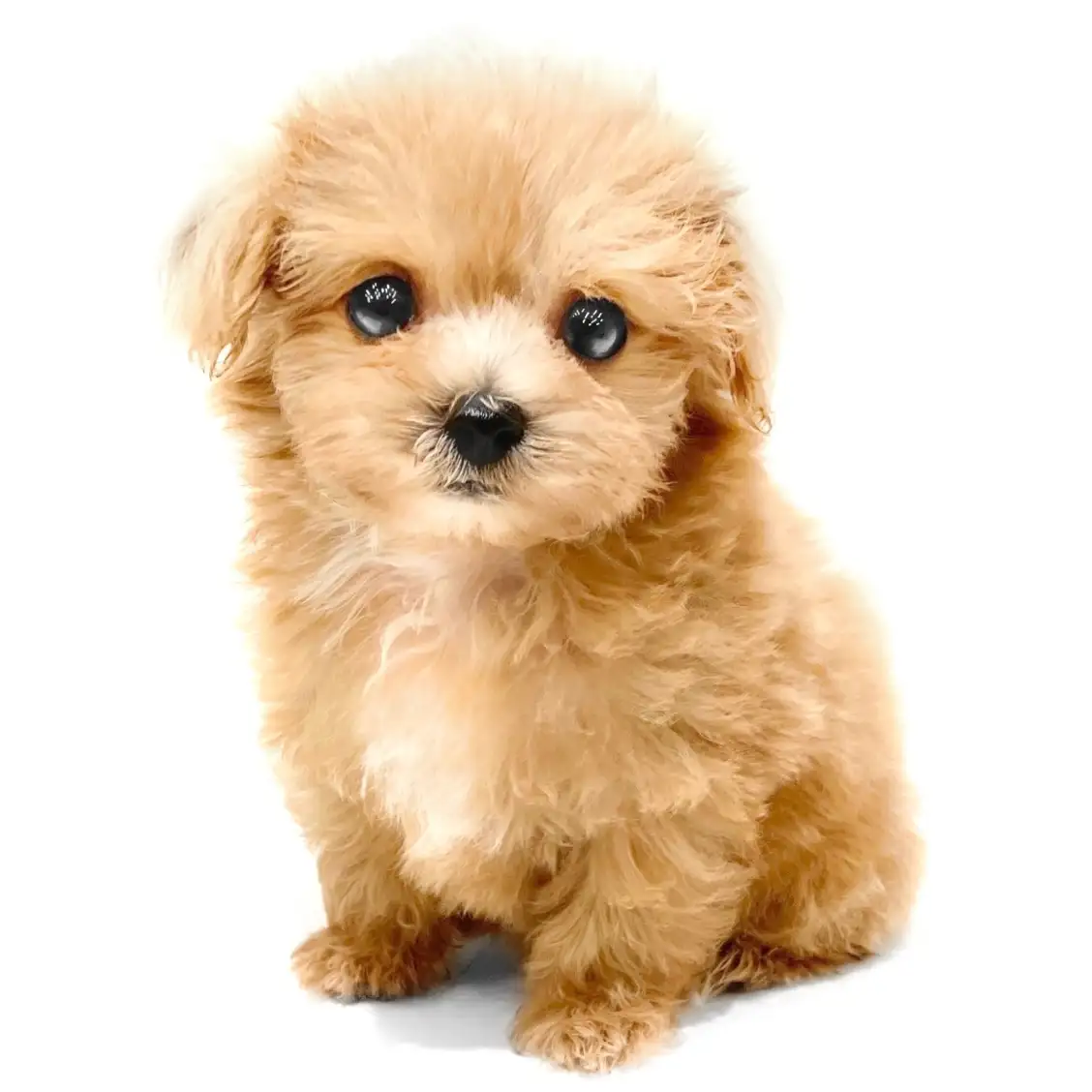 MIX(マルチーズ×トイプードル)