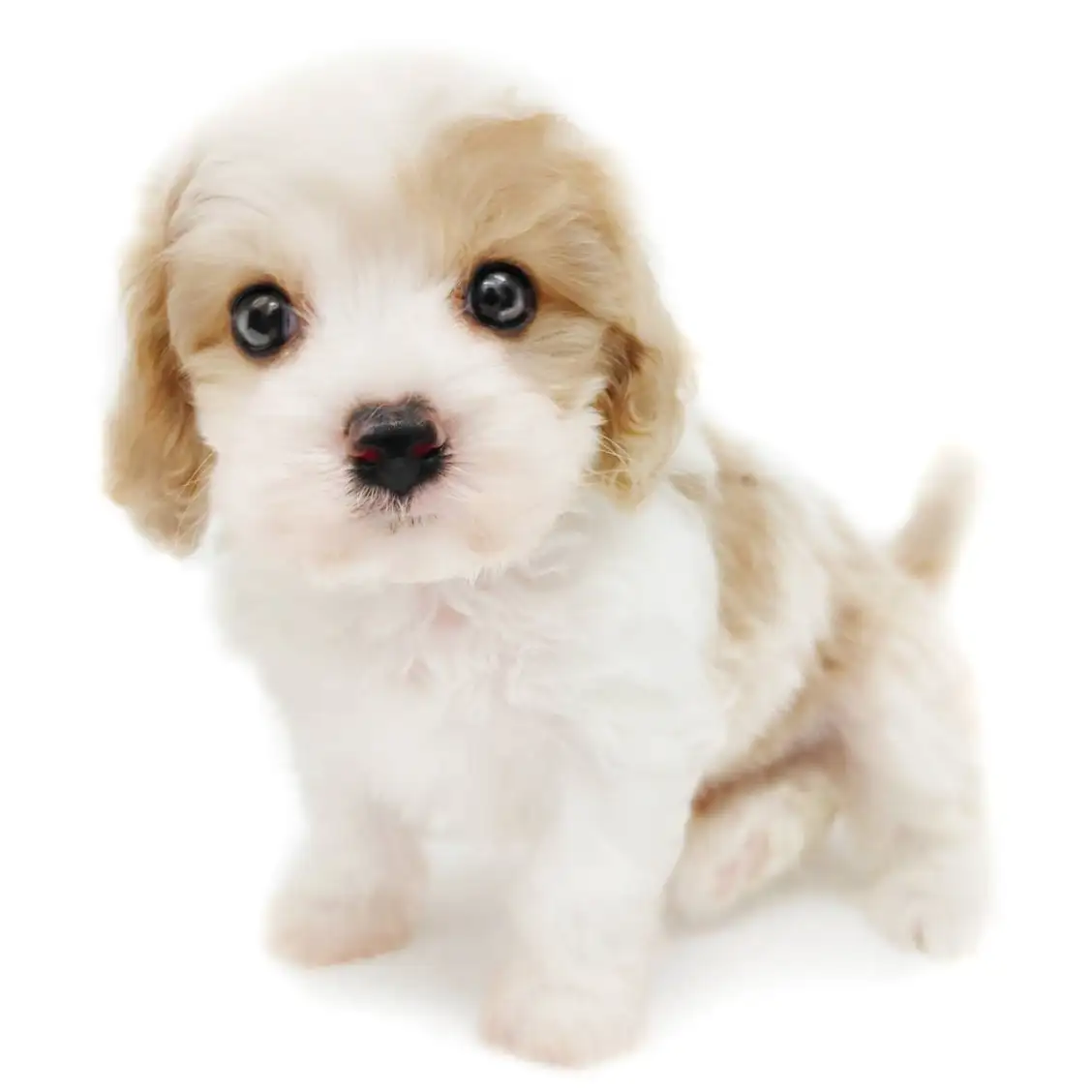 MIX(キャバリアキングチャールズスパニエル×ビションフリーゼ)