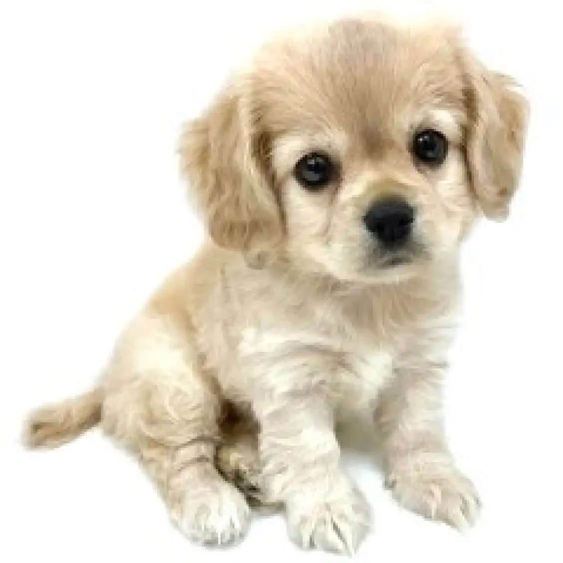 MIX(チワワ×アメリカンコッカースパニエル)