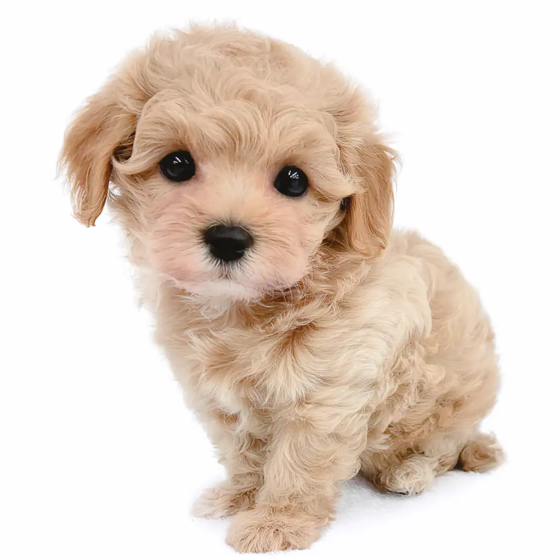 MIX(マルチーズ×トイプードル)