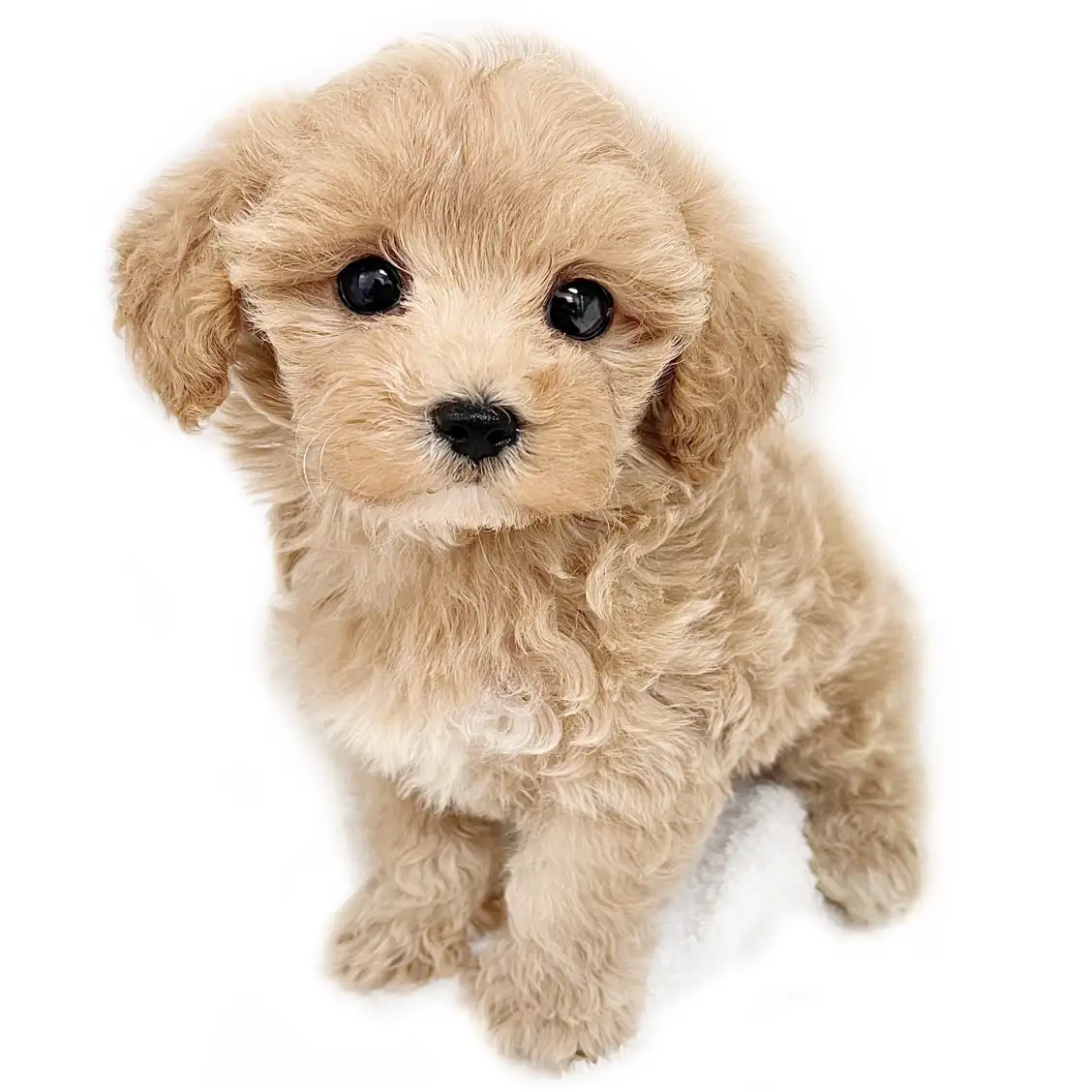 MIX(マルチーズ×トイプードル)