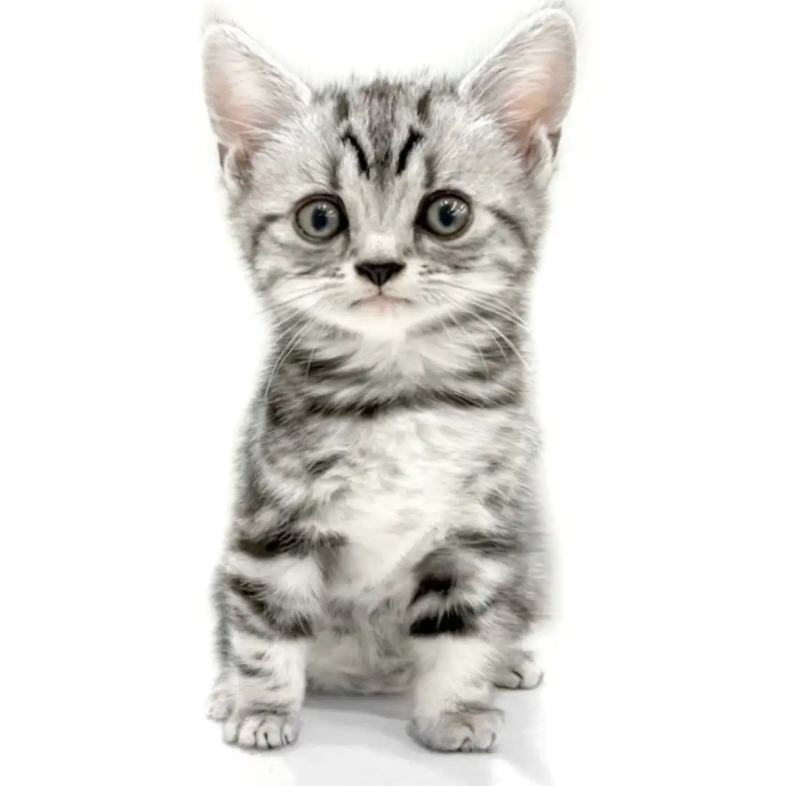 アメリカンショートヘア