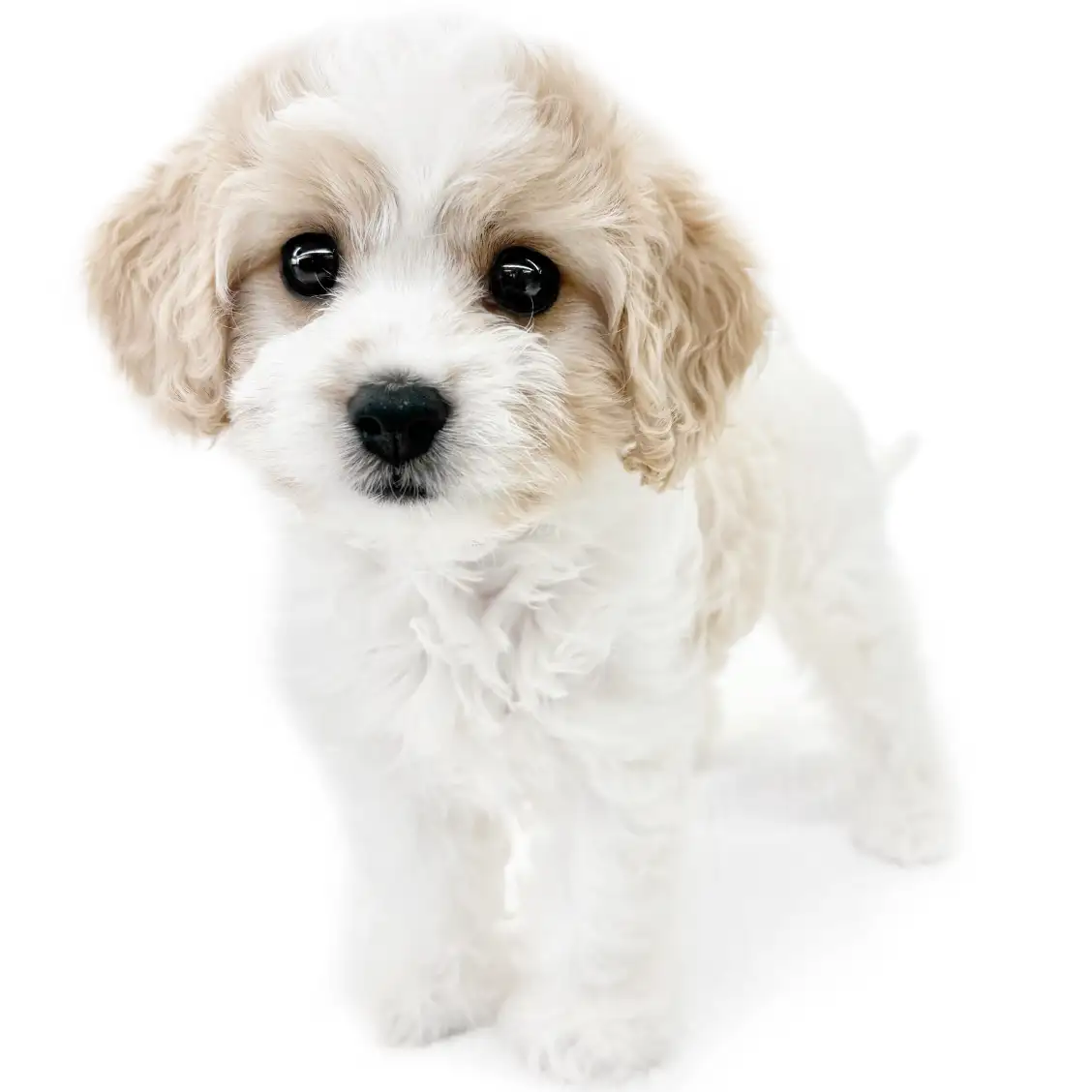 MIX(キャバリアキングチャールズスパニエル×ビションフリーゼ)