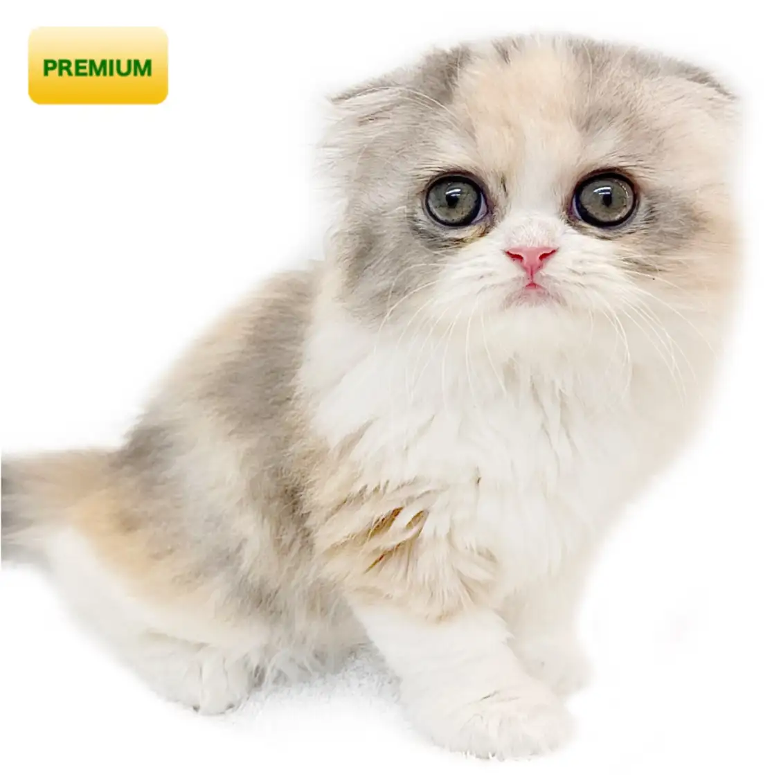 スコティッシュフォールド