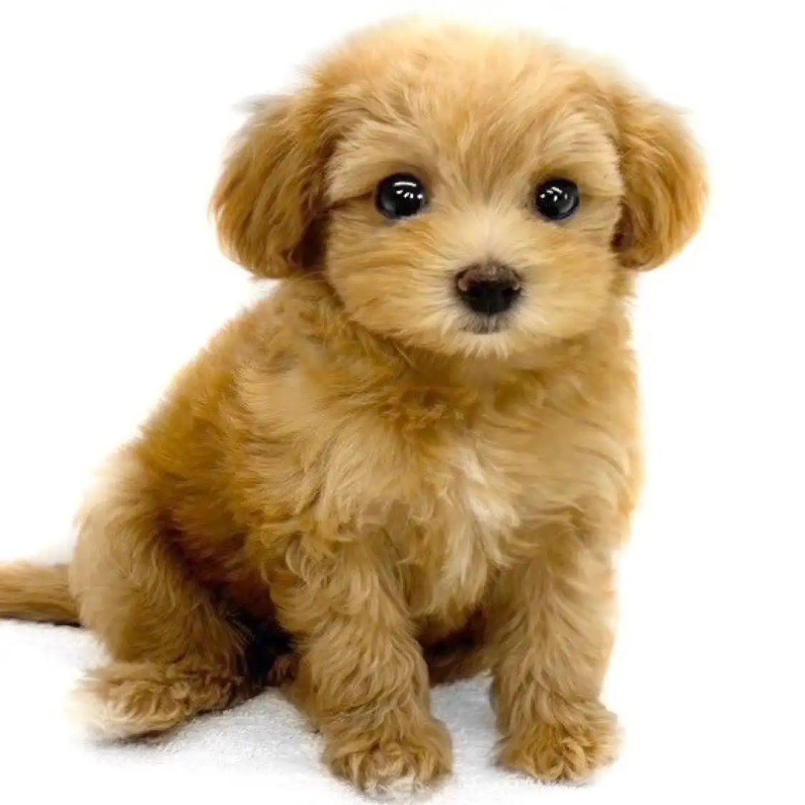 MIX(マルチーズ×トイプードル)