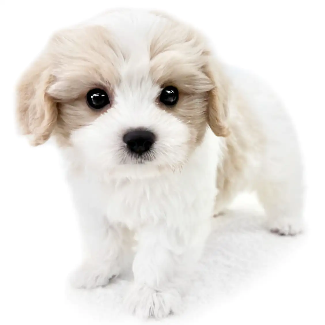 MIX(マルチーズ×キャバリアキングチャールズスパニエル)