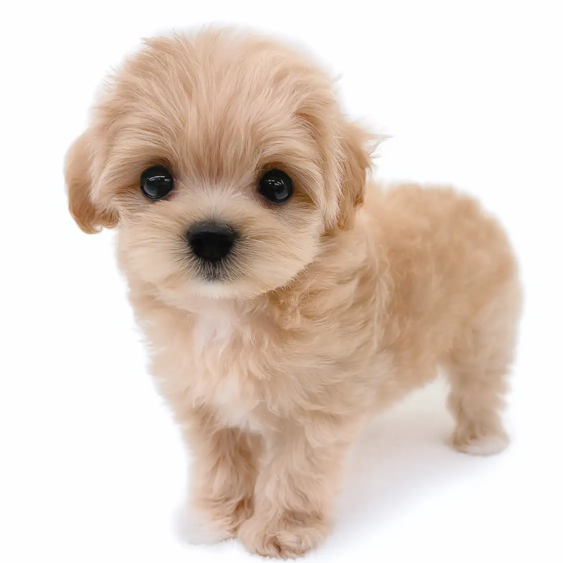 MIX(マルチーズ×トイプードル)