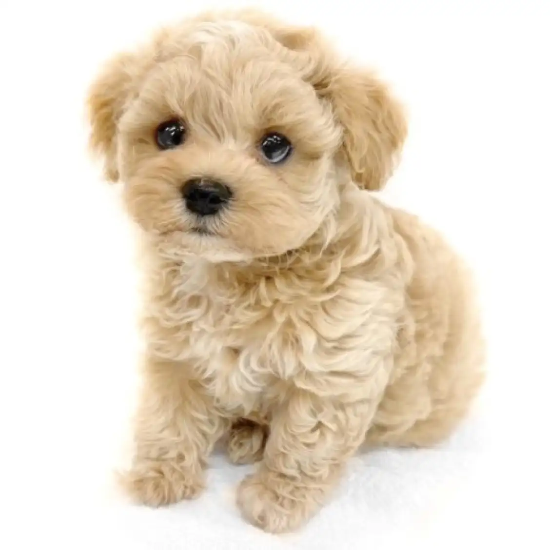 MIX(マルチーズ×トイプードル)