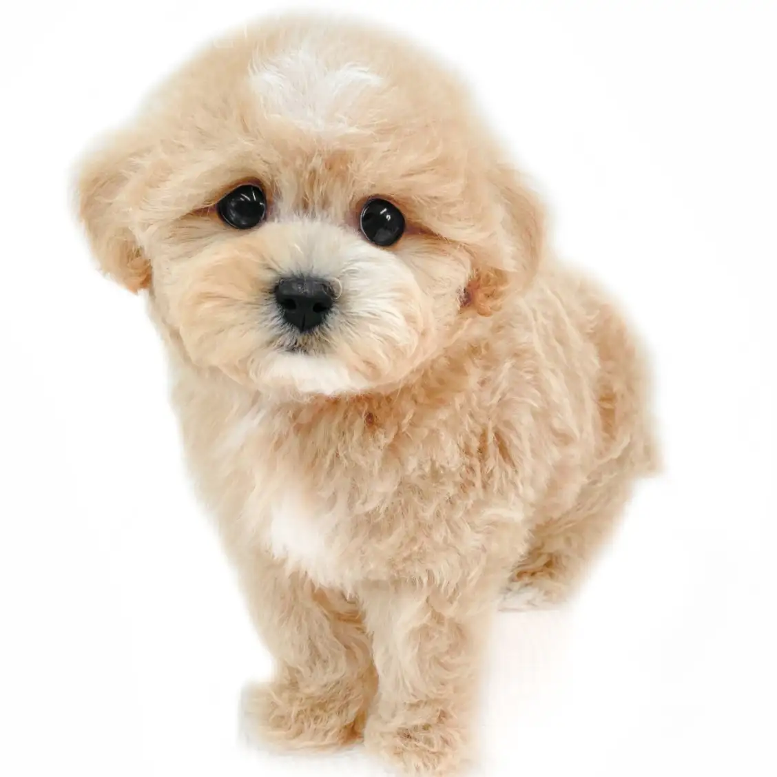 MIX(マルチーズ×トイプードル)