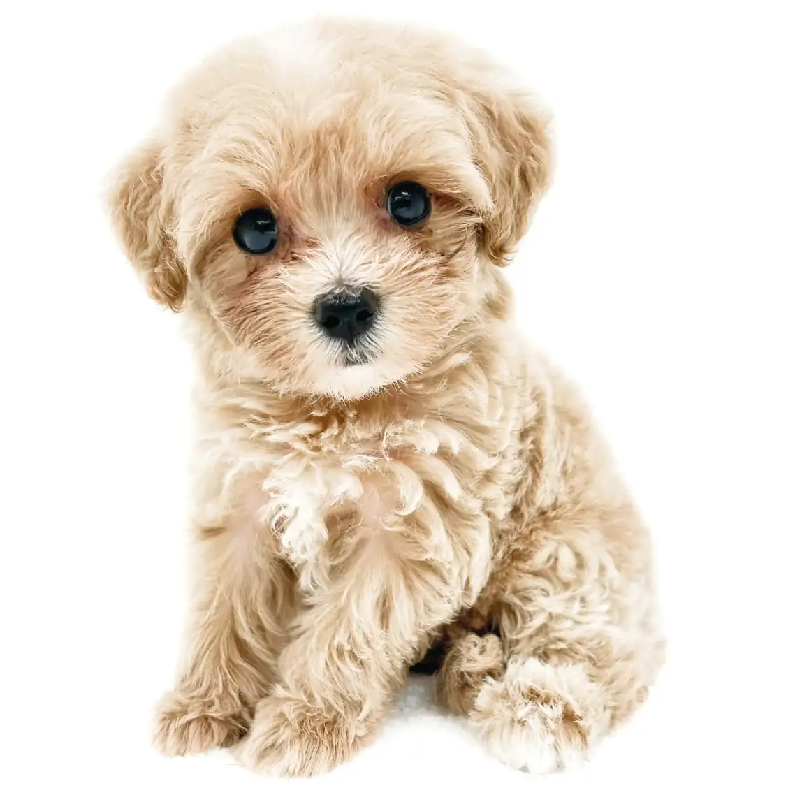 MIX(マルチーズ×トイプードル)