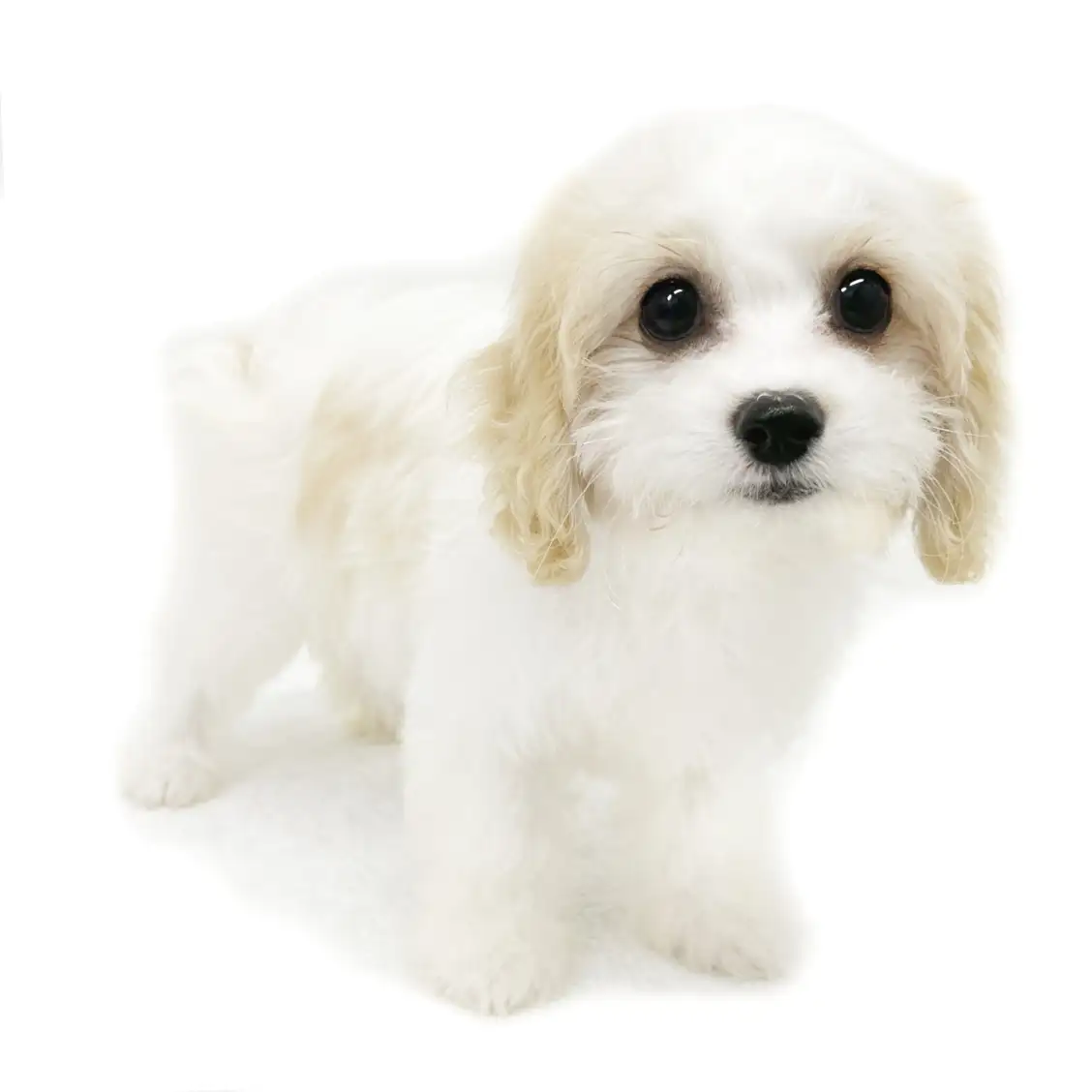 MIX(キャバリアキングチャールズスパニエル×ビションフリーゼ)