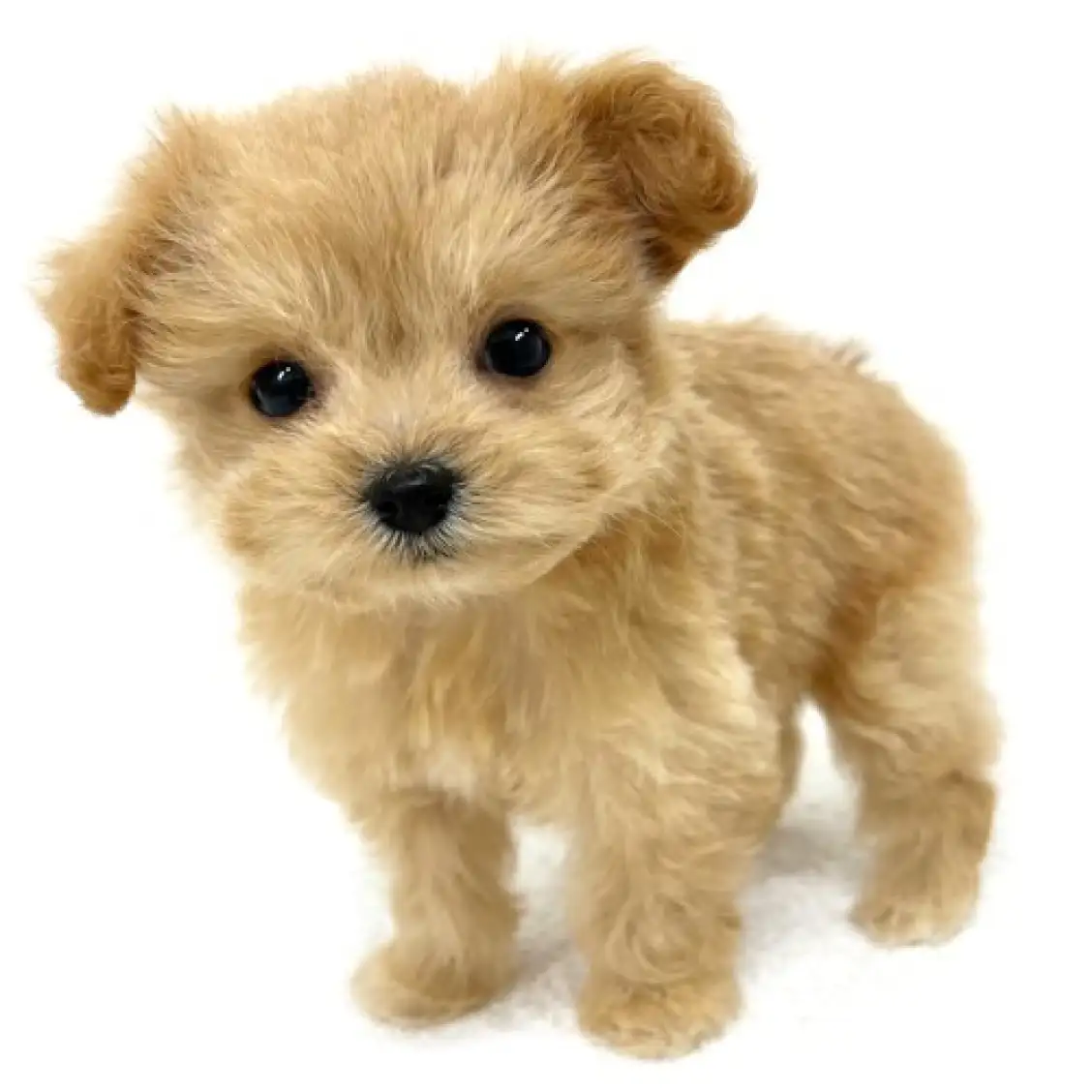 MIX(トイプードル×チワワ)