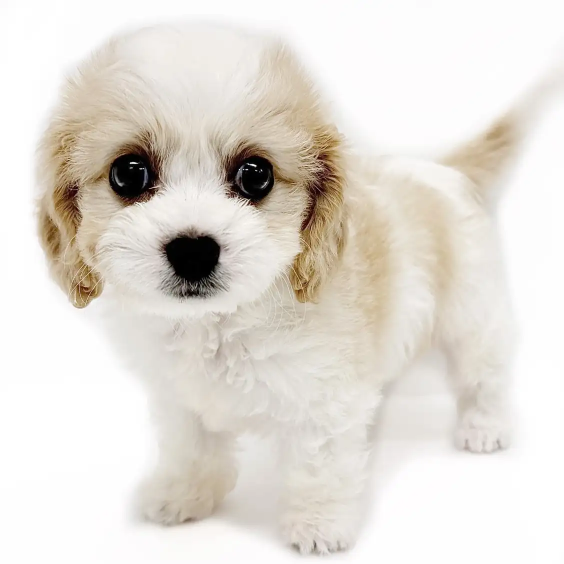 MIX(キャバリアキングチャールズスパニエル×ビションフリーゼ)