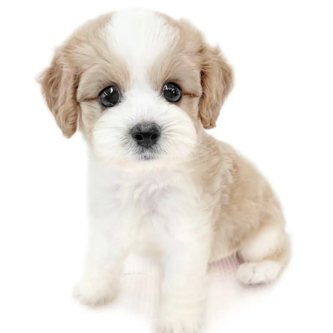 MIX(キャバリアキングチャールズスパニエル×ビションフリーゼ)