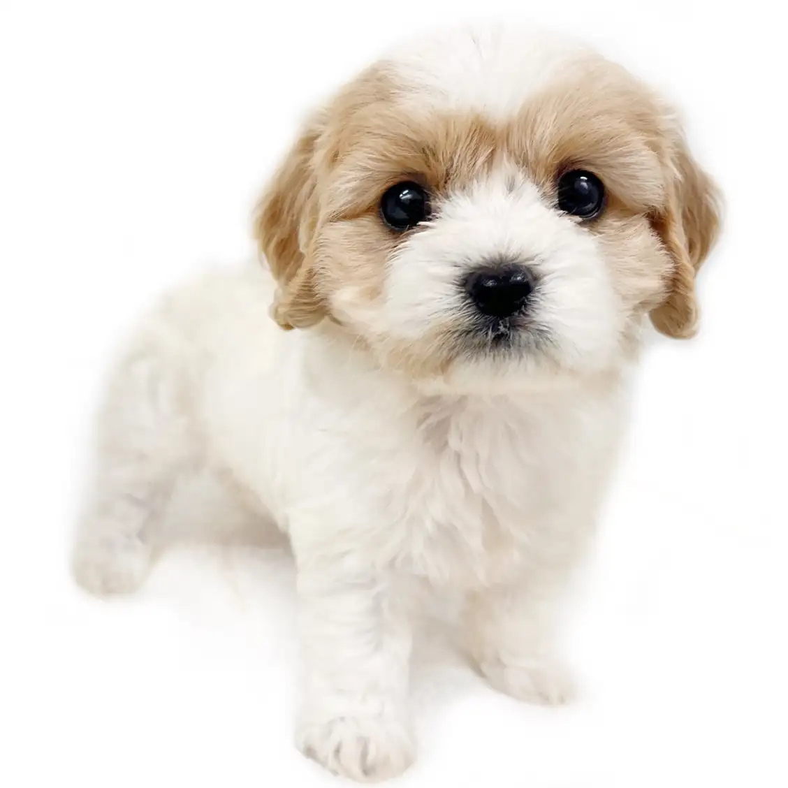 MIX(ビションフリーゼ×キャバリアキングチャールズスパニエル)