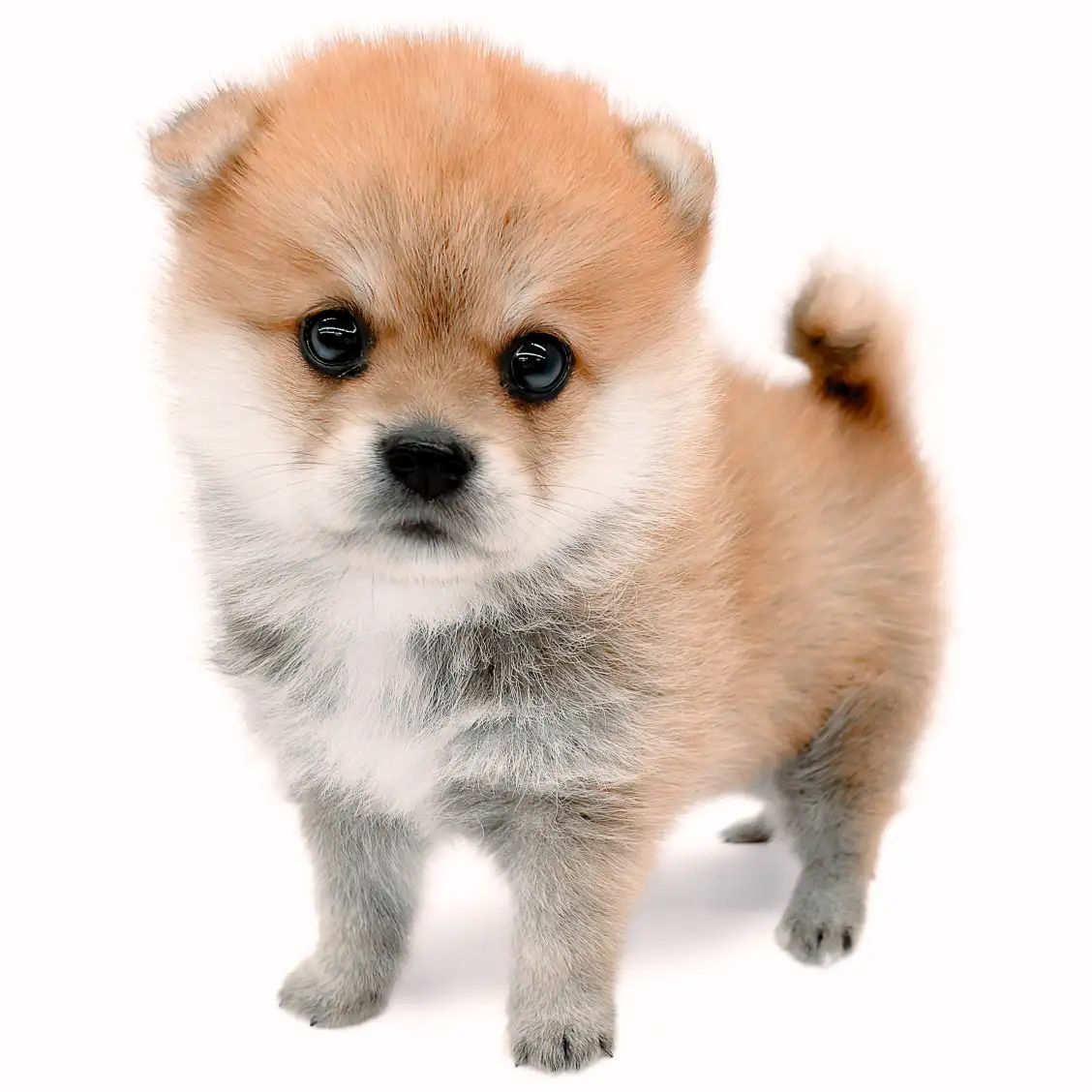 MIX(ポメラニアン×柴犬)