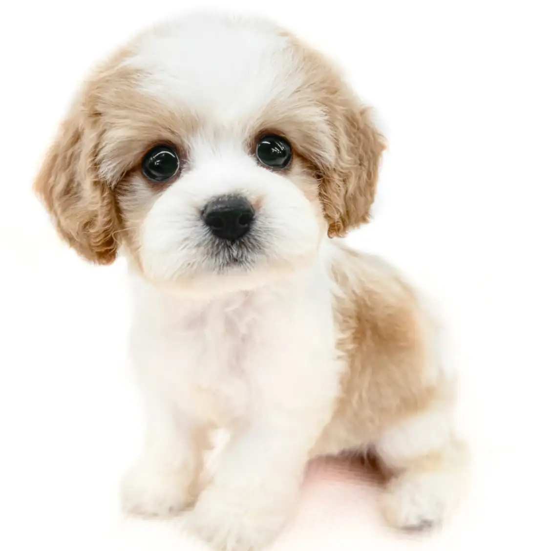 MIX(キャバリアキングチャールズスパニエル×ビションフリーゼ)